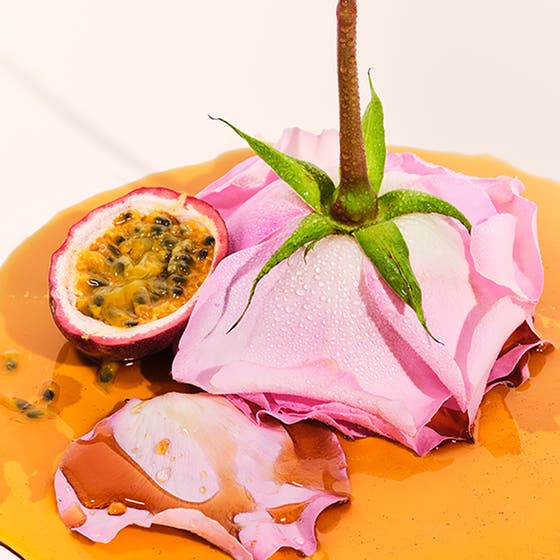 Rosa Charmosa Dewy Cream