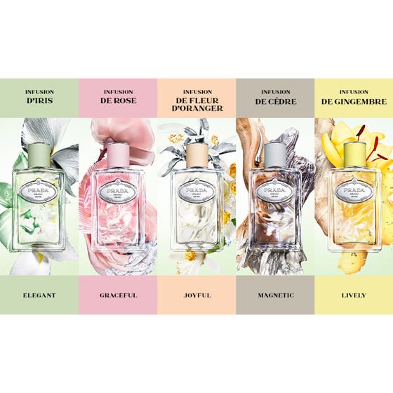 Infusion de Gingembre