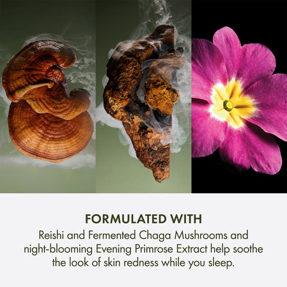 Dr. Weil Mega Mushroom Overnight Recovery Cream