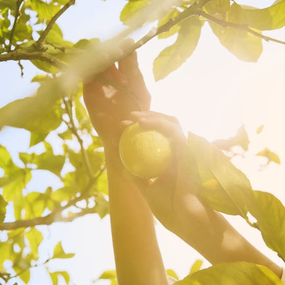 Replica Under Lemon Trees
