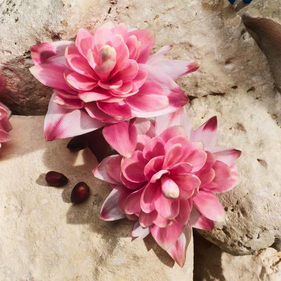 Light Blue Capri in Love