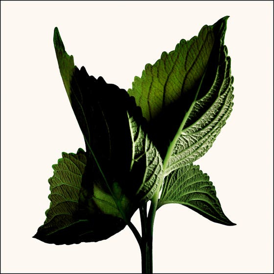 Black Orchid Reserve