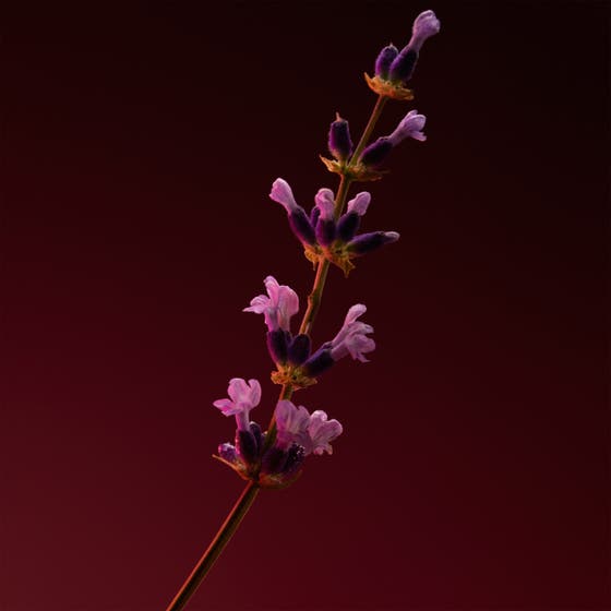 The Scent Elixir Parfum