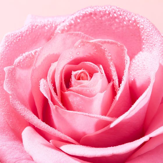 Nuxe Very Rose Soothing Cleansing Gel 150 ml beroligende ansiktsrengjøring vist med en duggfrisk rosa rose
