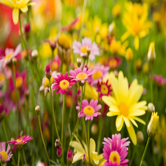 Sommerparfymer for henne – Oppdag favorittene!