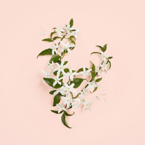 Bloom Ambrosia d'Oro