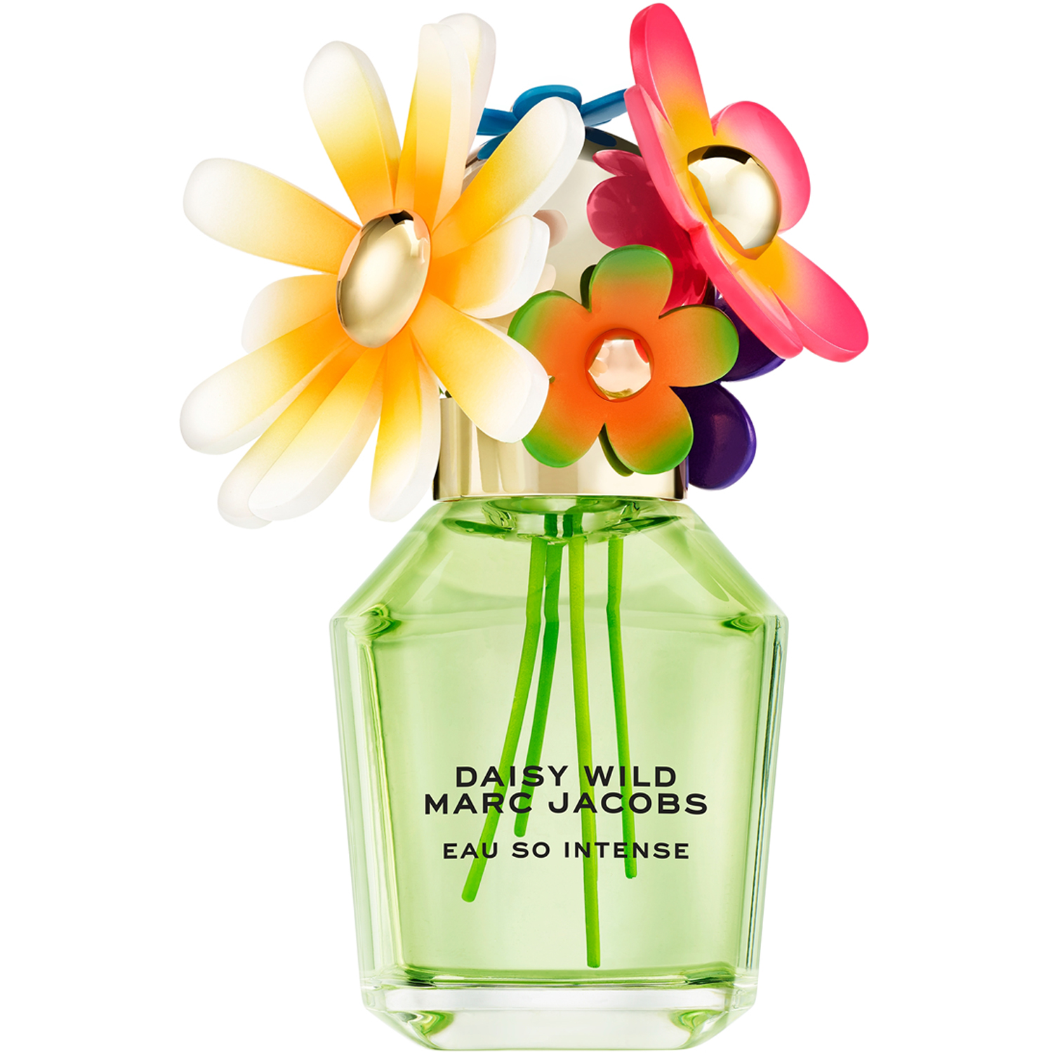Daisy Wild Intense