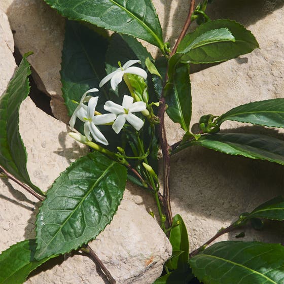 Light Blue Capri in Love