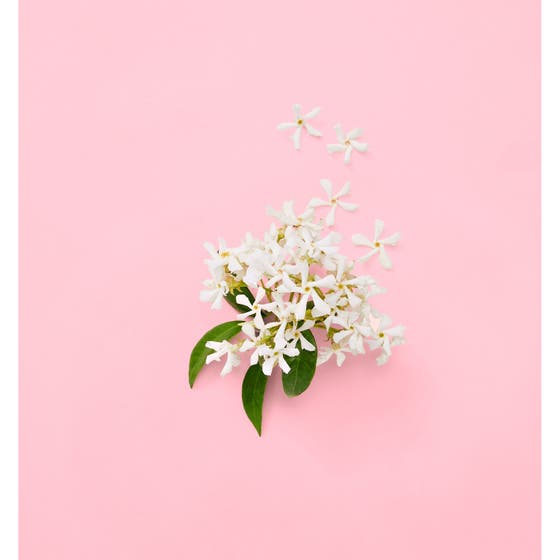 Flora Gorgeous Jasmine