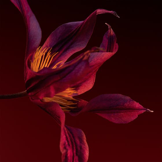 The Scent For Her Elixir