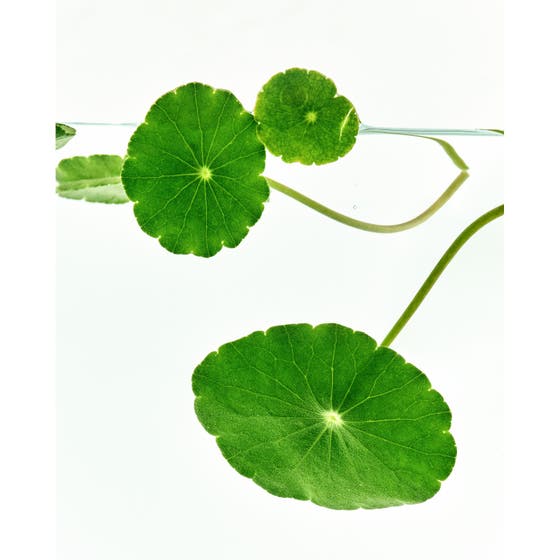 Supple Preparation Cica Toner