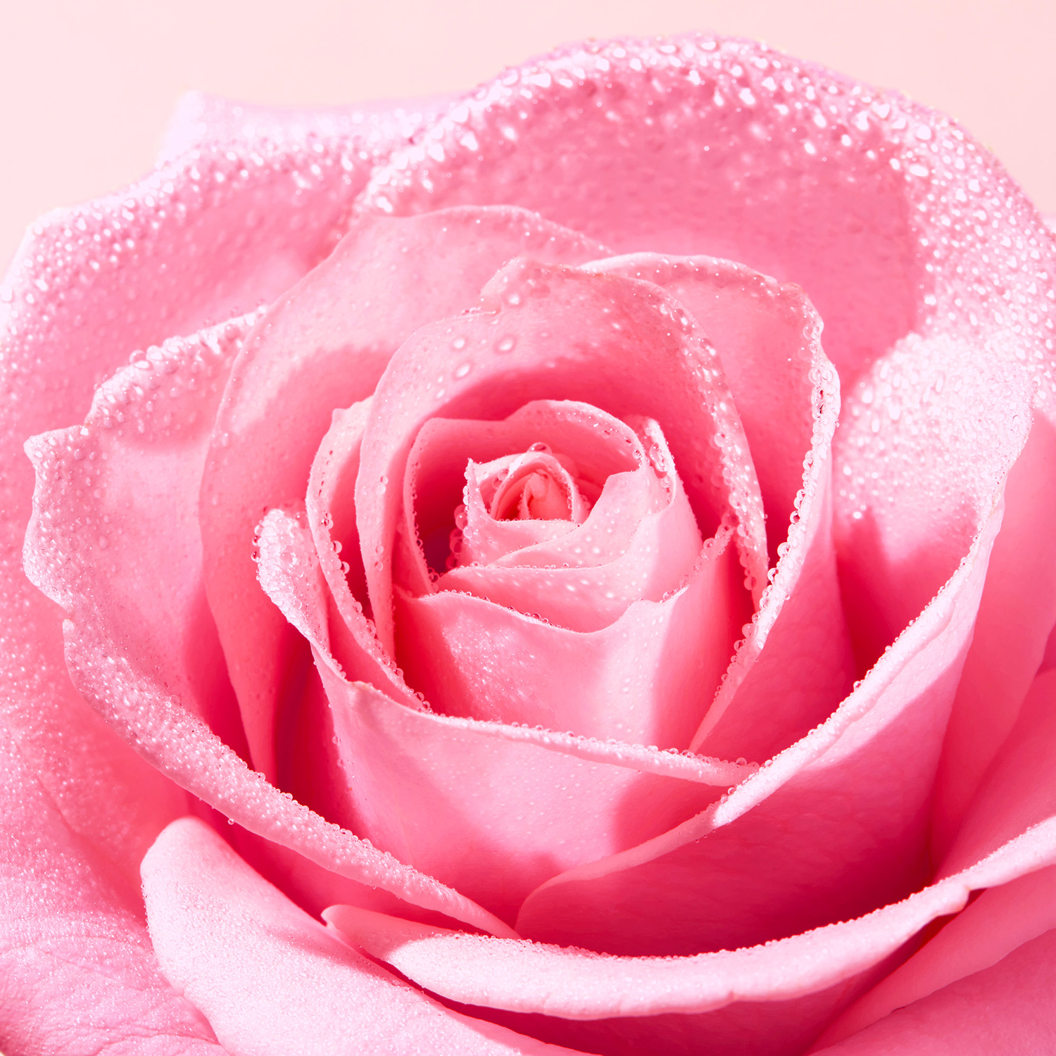Very Rose Cleansing Oil