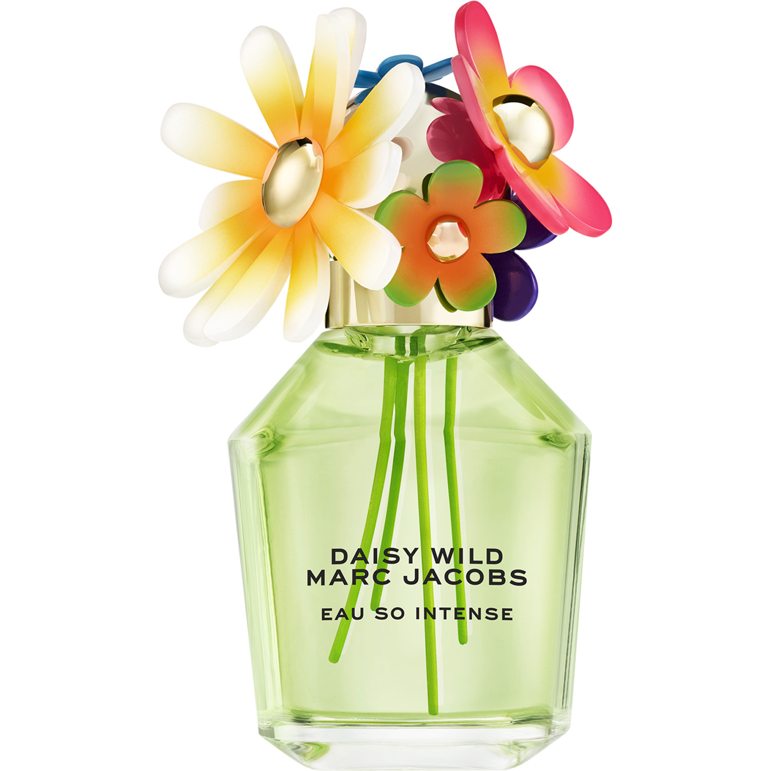 Daisy Wild Intense