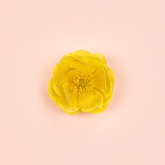 Bloom Ambrosia d'Oro