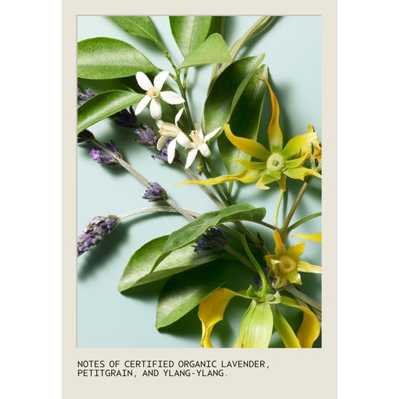 Shampure Conditioner