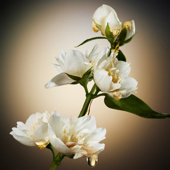 Boss The Scent For Her