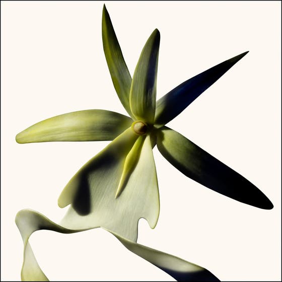 Black Orchid Reserve