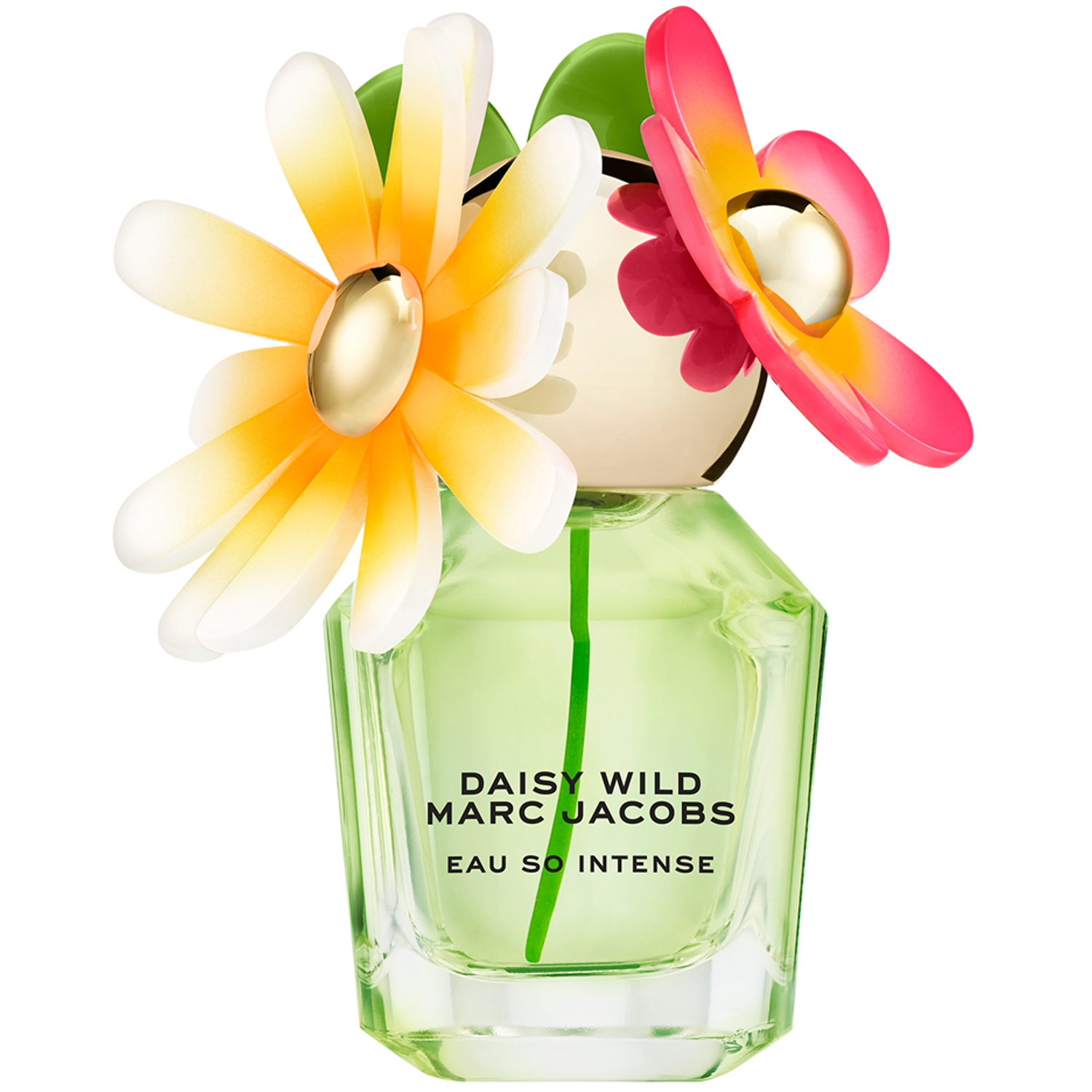 Daisy Wild Intense