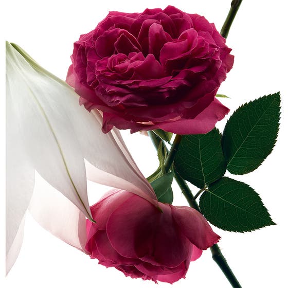 Mon Paris Intensement