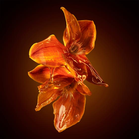 The Scent for Her Intense