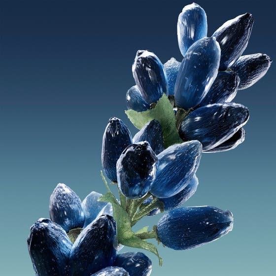Bottled Striking Lavender