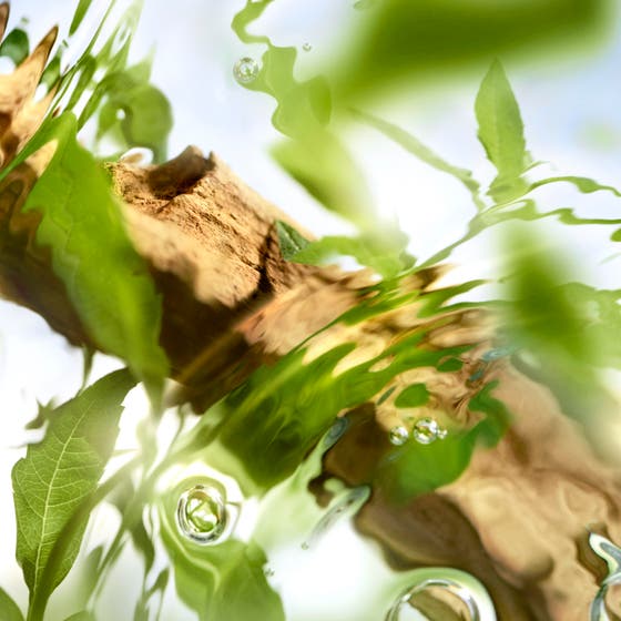 Ô de Lancôme Off Now