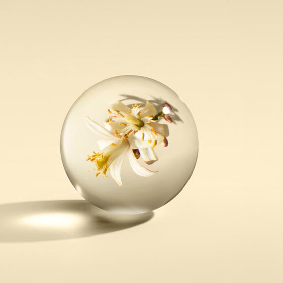 Orange & Bergamot Hand Cream