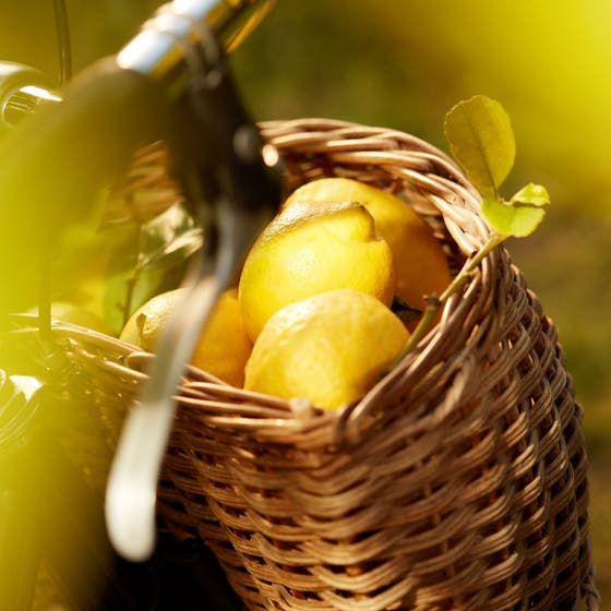 Replica Under Lemon Trees